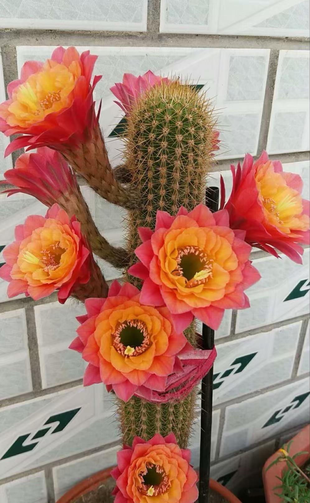 大花|花朵碗口大,喜欢看大花的别错过