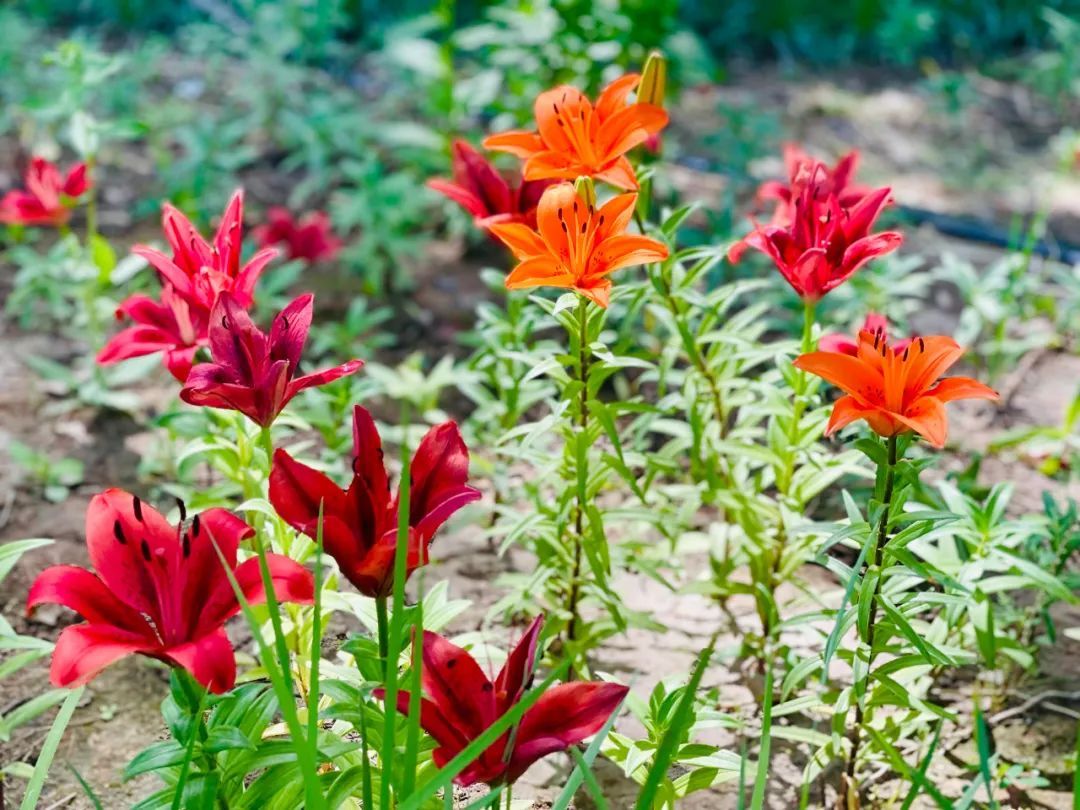 花海|必打卡！临河这些花海已盛开