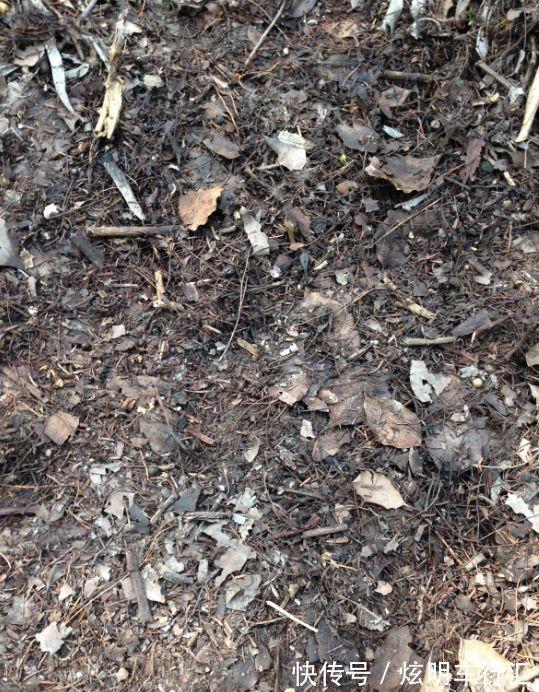 君子兰|3种“碎渣渣”,是养花的好材料,掺土里花儿蹭蹭长,开爆盆!