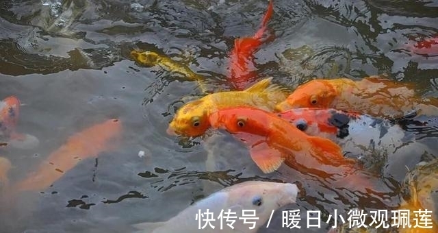 鱼儿|夏季夜钓时,这三个找鱼技巧要学会,诱鱼省时又省力