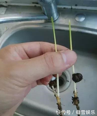 桂花树|路边的种子捡回家,泡一泡丢盆里,长成盆栽,省了买花钱!