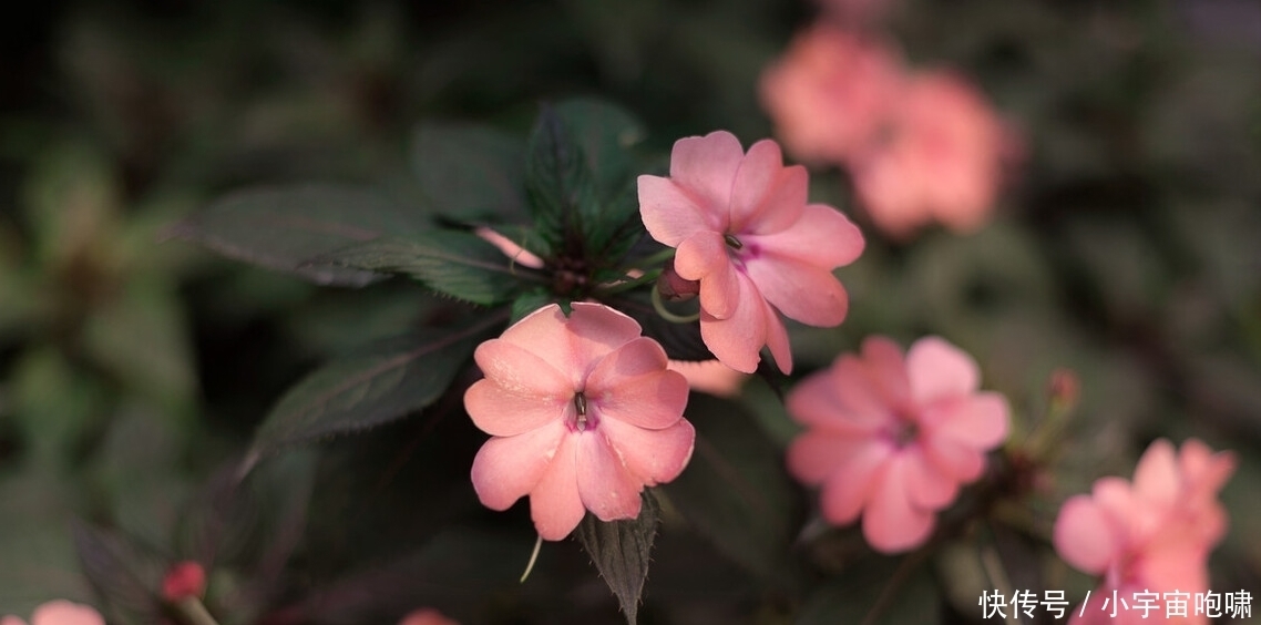 冬天最容易养的六种花,现在正开花,花大又艳,邻居串门直夸好看