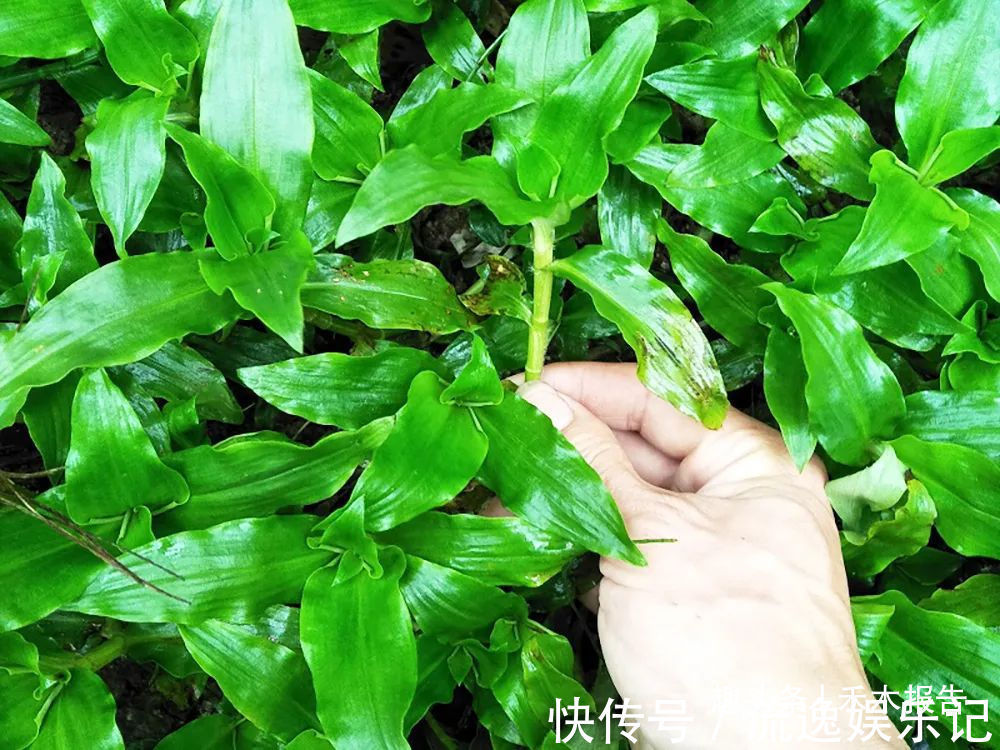 喂猪|俗称“癌草”，价值很珍贵，用来炖豆腐是一绝，可别当杂草除掉了