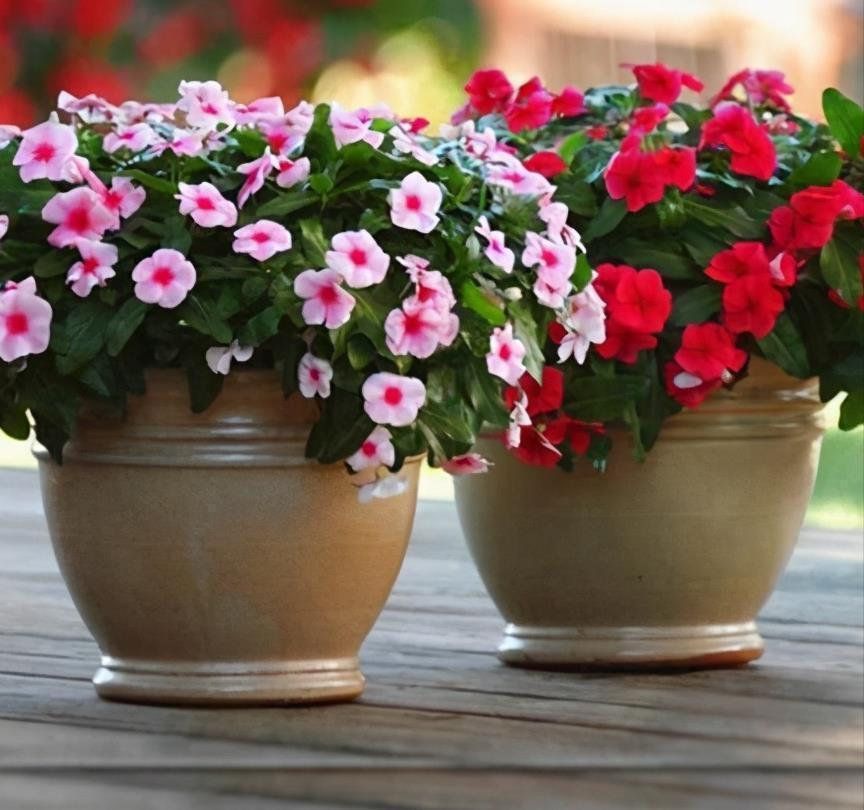 阳台|这些小草花，个个真美人，阳台养几盆，繁花不断，美到不敢看