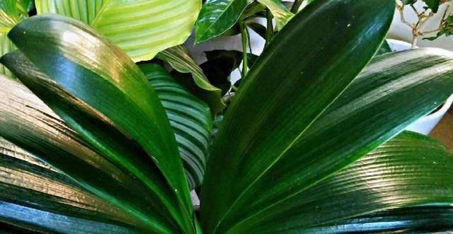 夏季的君子兰,记住几点,叶子整齐油绿纹路清晰,花期开花艳