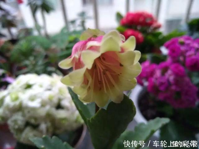 吊兰长满小金鱼,养上5年,越养越上瘾!