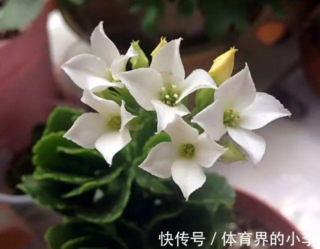 长寿花这样伺候,健康又长寿,开完一茬又一茬