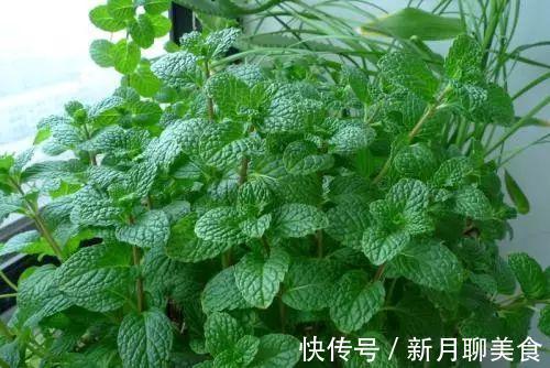 管理|这些植物放在洗手间,不用管理都能长得很好,还祛除异味