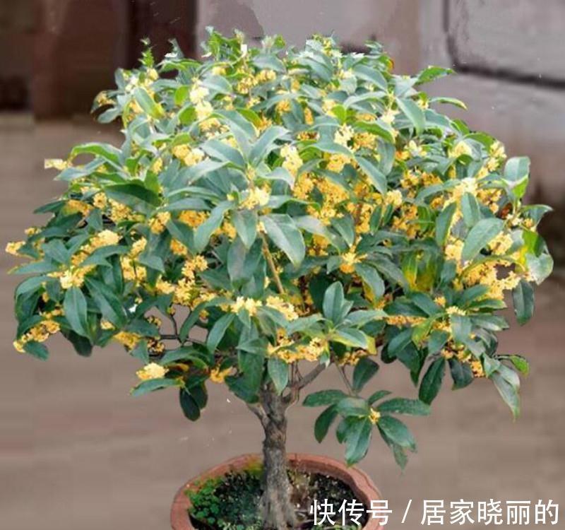 人养花，花亦养人！3种漂亮的花，建议养一些，能吃能看还能养人