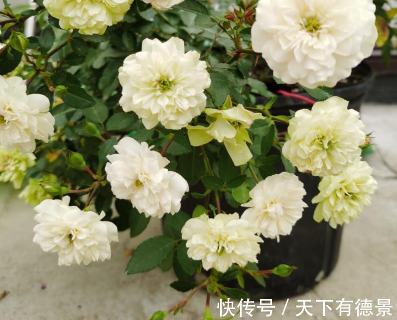 爱情|它是灌木蔷薇,名为绿玫瑰,寓意:永不老去的爱情,人见人爱