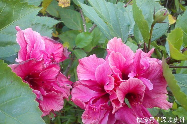 几款开花小巧玲珑的花卉,随便一养开满盆,芳香满阳台