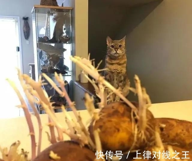 土豆|土豆发芽有多恐怖!26张照片告诉你,它才是这个星球最神奇生物