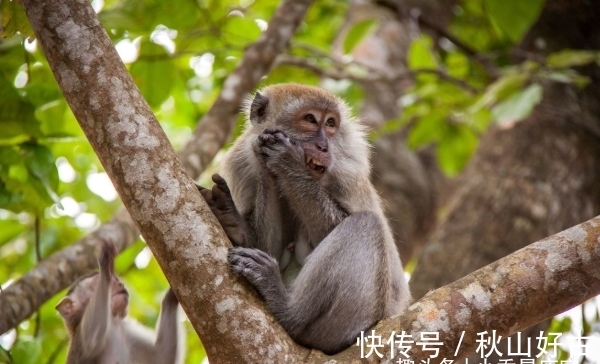 生肖马|惹不起生肖猴、生肖马、生肖虎，10月资源多不胜数，事业一帆风顺