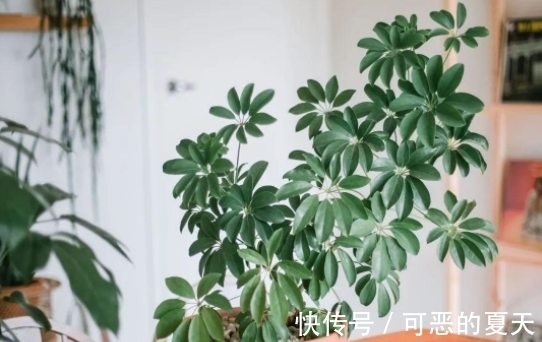 家庭养花:该怎么合理“混搭”蛋壳、白醋?