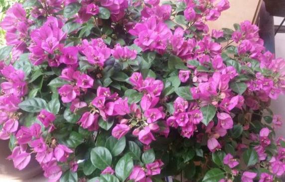 小窍门|三角梅花期不开花怎么办3个小窍门,助力全年花开爆满盆