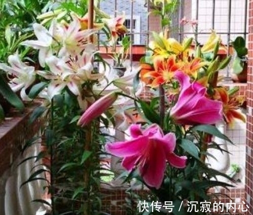 4种花养家里，福旺运旺财更旺，家里财运亨通，旺运一整年