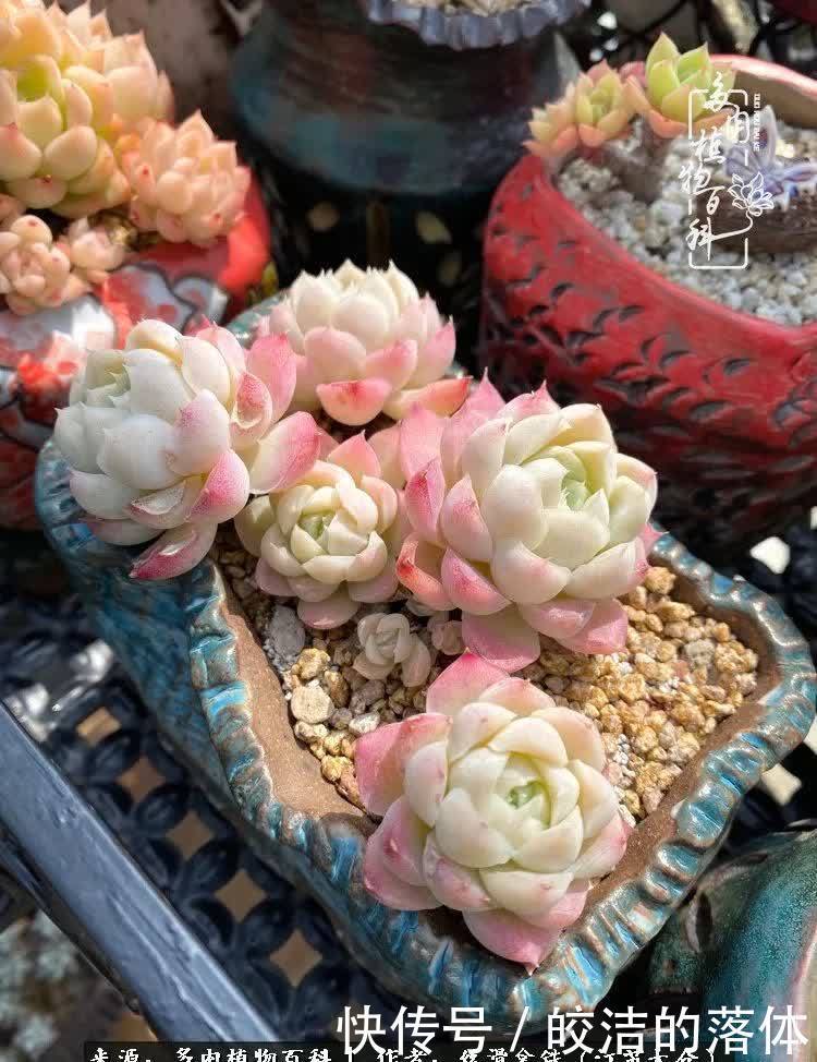 阳光露台多肉,天时地利人和!美肉知时节,当春乃发生!