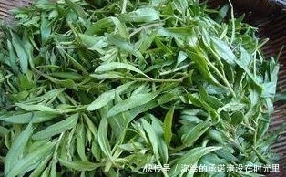 药用价值|农村这4种野菜,不仅好吃,还有很高的药用价值,你吃过几种呢?