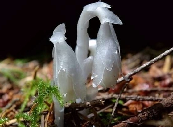 一生难得见一次的奇花,尤其是最后一种,一生只开一次花,很珍贵