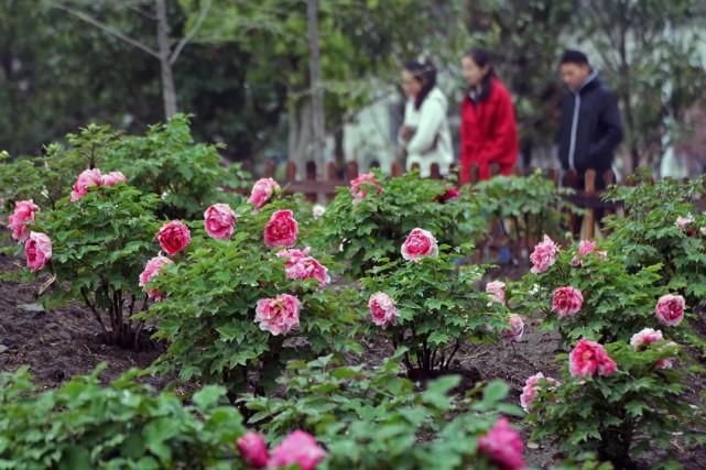 收藏！无锡春季赏花全攻略来了