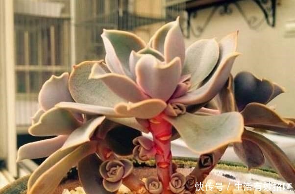多肉植物不爆小头,用这个方法,比砍头更简单!