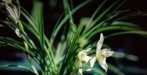 你觉得兰花怎么样？