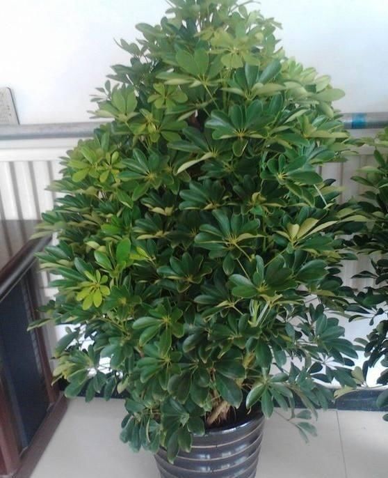 叶片|三伏天里,家里摆3种“叶子花”,叶子比花更漂亮,很有“档次”
