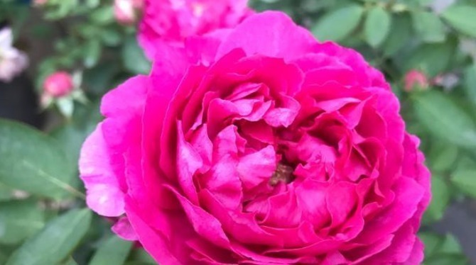 月季想要养不弱这样去养护,月季枝干越养越壮,开花强