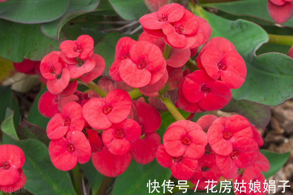 花友们|想要易养好活的花卉?选择这5种,1年开花200天