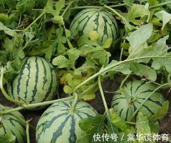 挑西瓜别再用手拍了,老瓜农告诉你3个方法,保证皮薄多汁又甜!