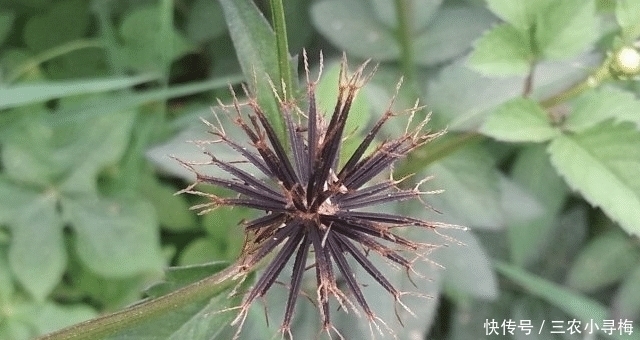 果实|人称“鬼都怕”,农民见到就除,殊不知,当今很珍贵