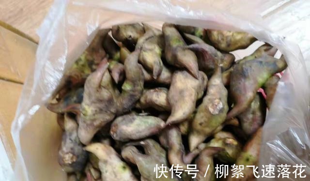 微山湖的大菱角大丰收了,大家来看看怎么吃口感才最好!