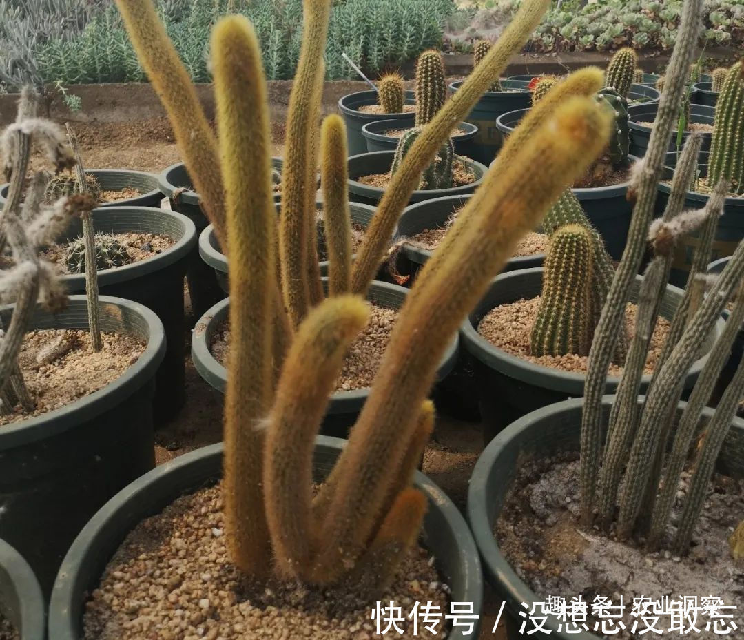 多肉植物|农村80后姑娘舍弃万元月薪,回老家大棚种这东西,没想到还很赚钱