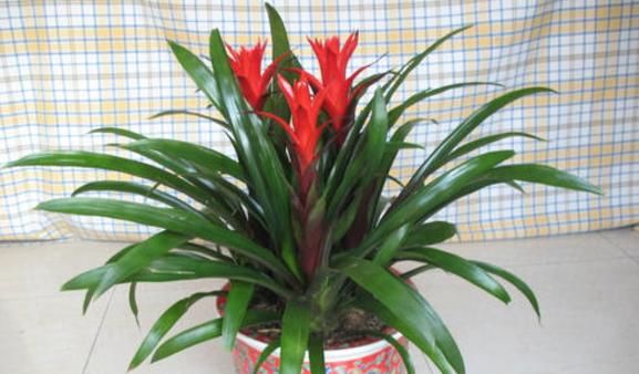 别发愁，养花不会施肥啦，用这3样有机肥，好用又不烧根