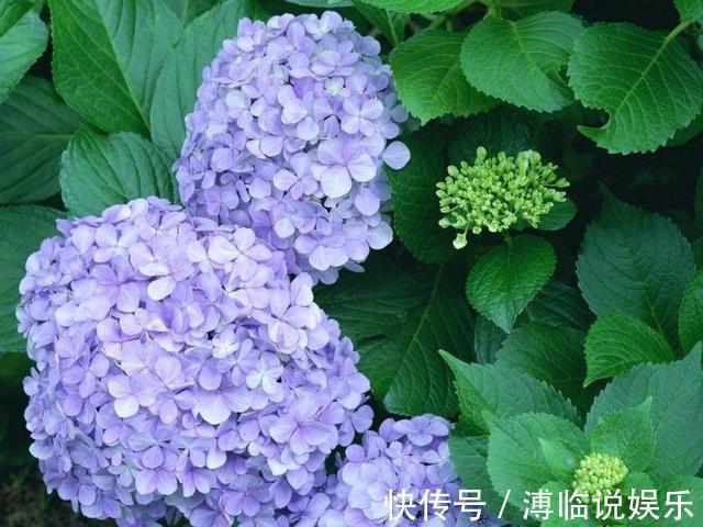 茂密|这几种花入秋就别动了，剪错地方花芽全掉了，明年开花都成问题