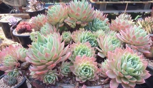 5种漂亮多肉,好看又好养,上色美长满盆,值得拥有!