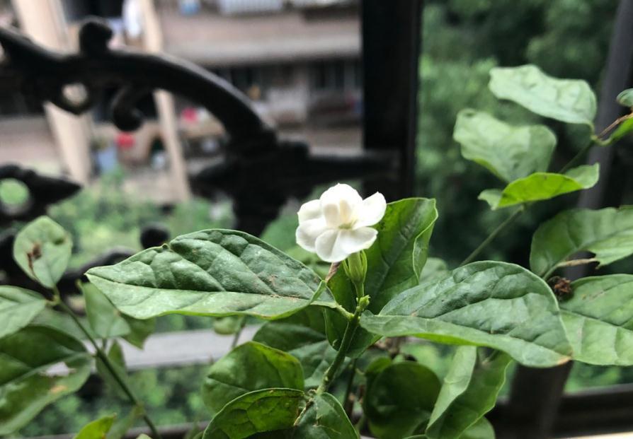 植株|90岁老爷爷为初恋种了满院的茉莉，每次开花，就会引来路人观望