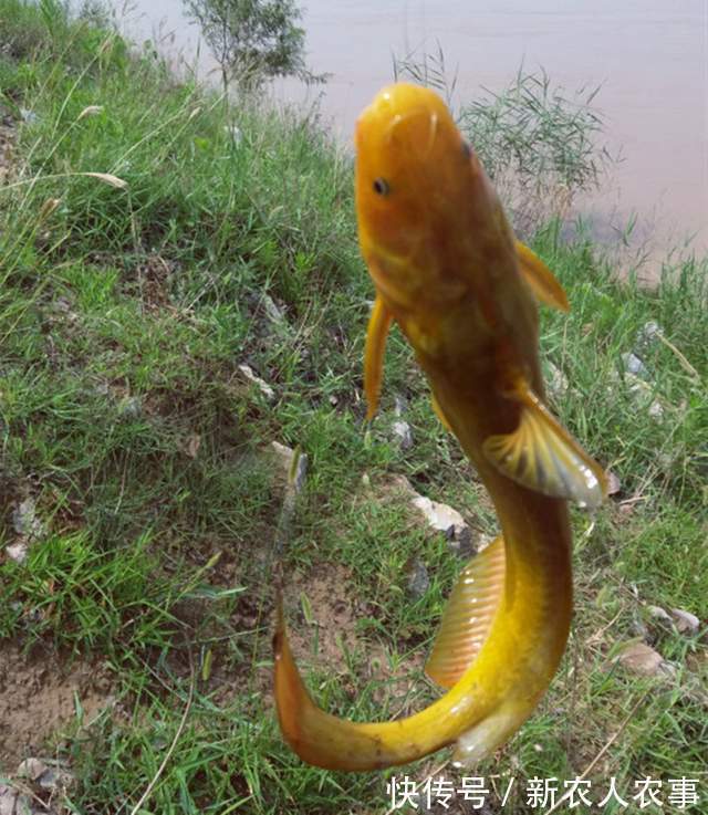 四川一男子黄河野钓遇怪鱼，长长的尾巴形似黄辣丁，网友：赚大了