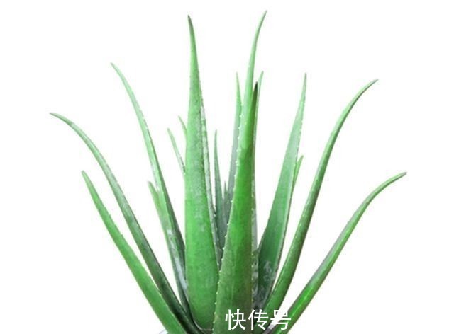 月季花|永不过时的四种花，家里养一盆，沾土就活，开花漂亮花期长！