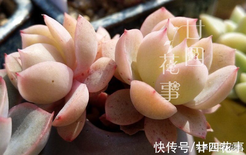 多肉植物|同样的多肉,别人家“美如花”,你的“徒成狗”?3招教你美回来