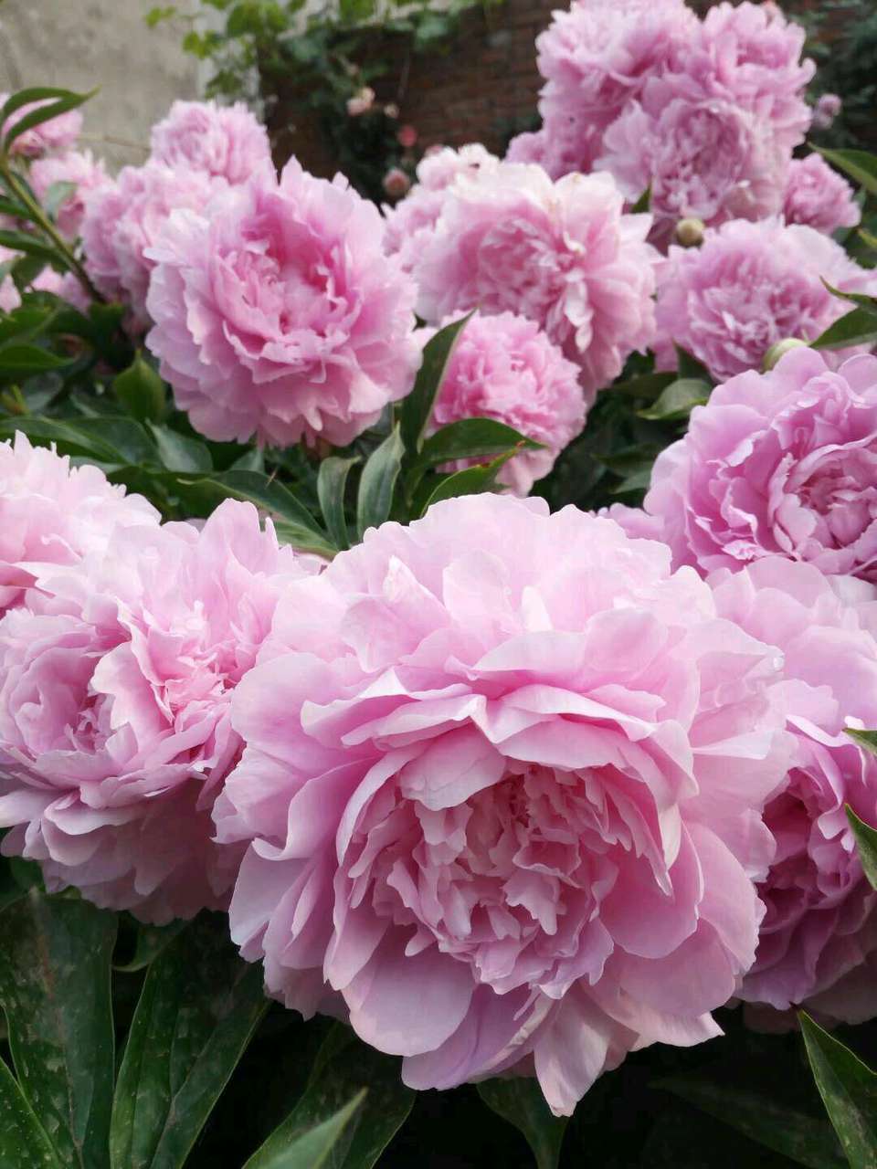 分享一种存活率很高的套盆压条繁殖法,套盆压条繁殖芍药花的步骤