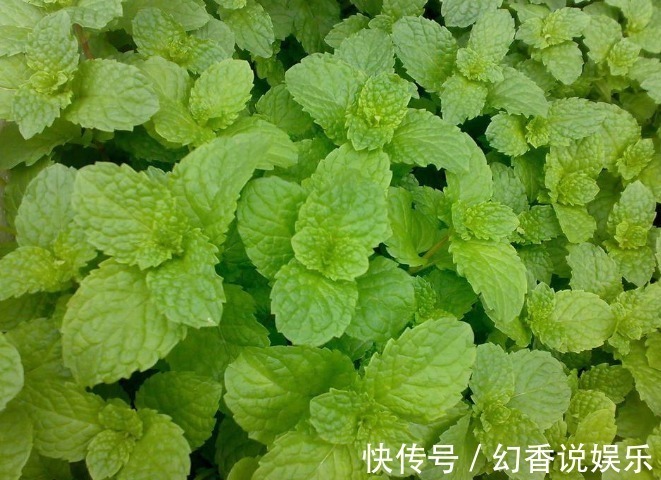 野草|立秋后,常用此叶子泡水喝,消炎杀菌,清凉润喉,老人小孩都适用