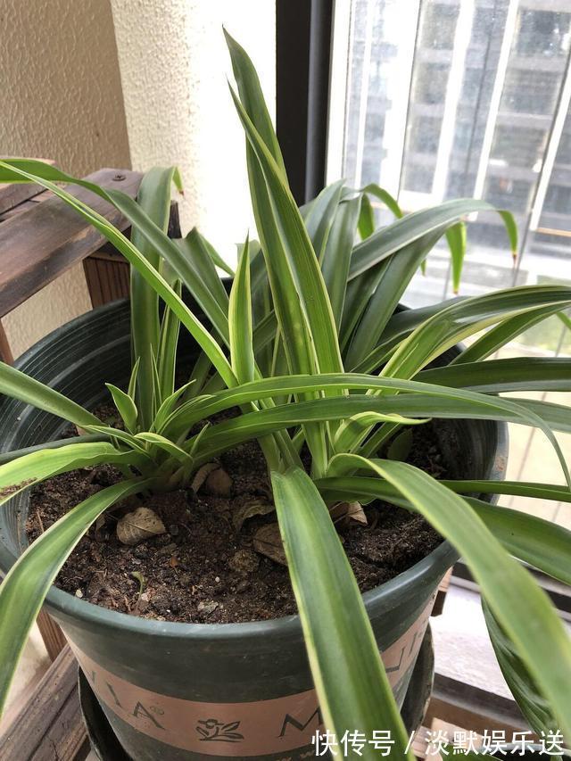 肥沃|10月养吊兰，多做这“1步”，匍匐茎蹭蹭长，叶绿又大，长爆盆