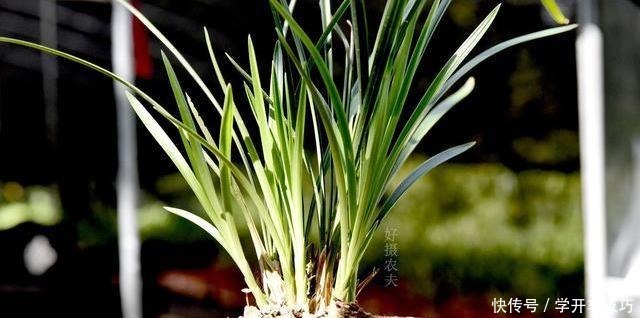 兰花浇水有多难不要再被兰谚所困,知道这两条就行了!