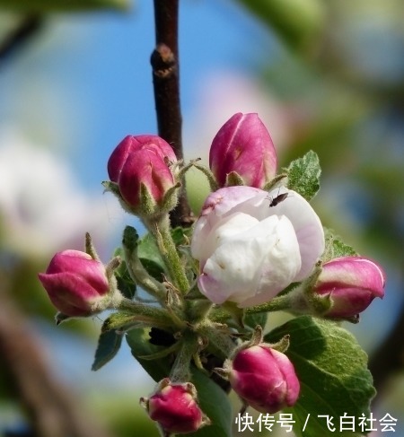 缘分|近期内，缘分与桃花逐渐成长，携手爱情共进发展的4大生肖！