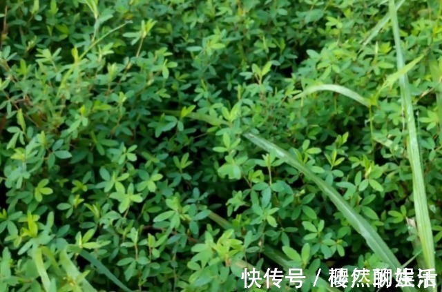 农村|一种野草长得像苍蝇眼，俗称“掐不齐”，农村人用它治感冒发热