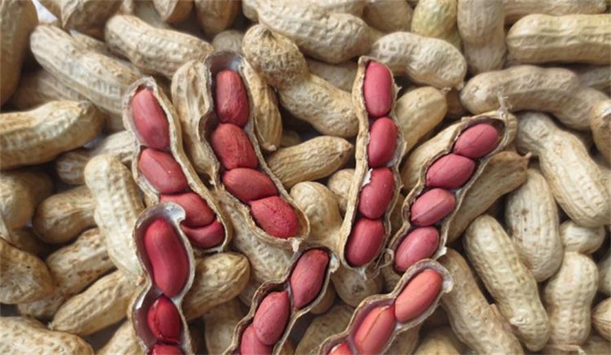 补血|长寿老人常吃的3种食物,补血养血、补充体力,再贵也别省!