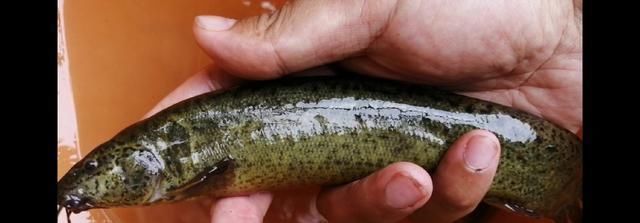 鱼钩|野钓时时有惊喜,闷杆钓居然上奇货,惊喜惊喜