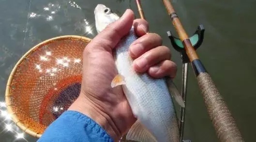野战蓝鲫有这3种“混搭”配方，比单开厉害多了，钓一次爽一次