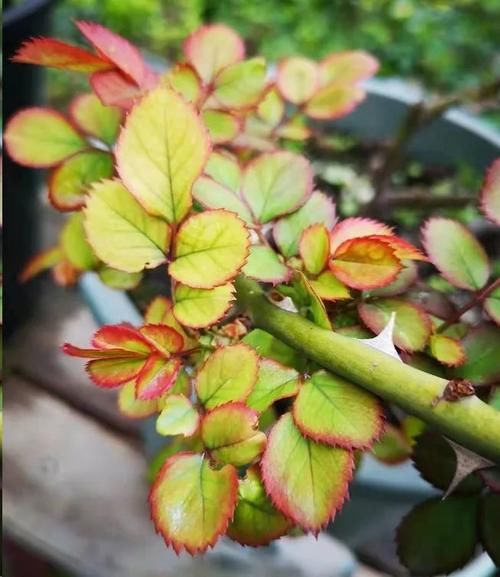 月季花新叶出现这种现象时，要及早矫正！